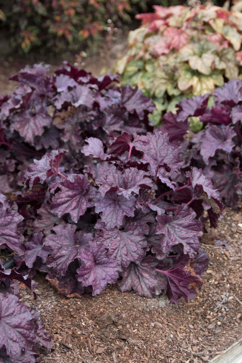 Costa Farms / The Associated Press
Bluer purples are subdued, cooler and seen as peaceful and contemplative.