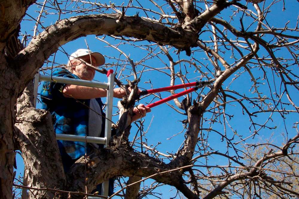 Michael Allen / Winnipeg Free Press
Prune trees and shrubs while they are dormant in early spring or fall.
