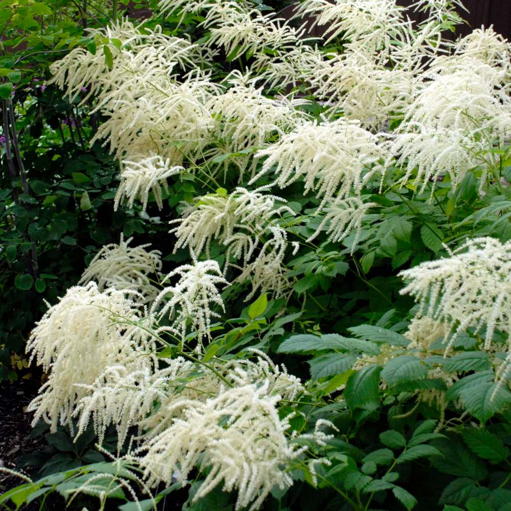 Walters Gardens, Inc.
A medium to tall perennial, Goat’s Beard produces an abundance of frothy, creamy white plumes from June to July.