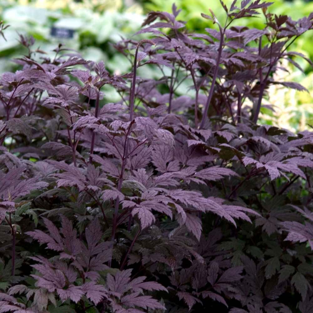 Walters Gardens
The names snakeroot and bugbane don’t do Hillside Black Beauty justice. Plant this one at the back of the border and enjoy its smoky brown-purple foliage and tall flower spikes in late summer.
