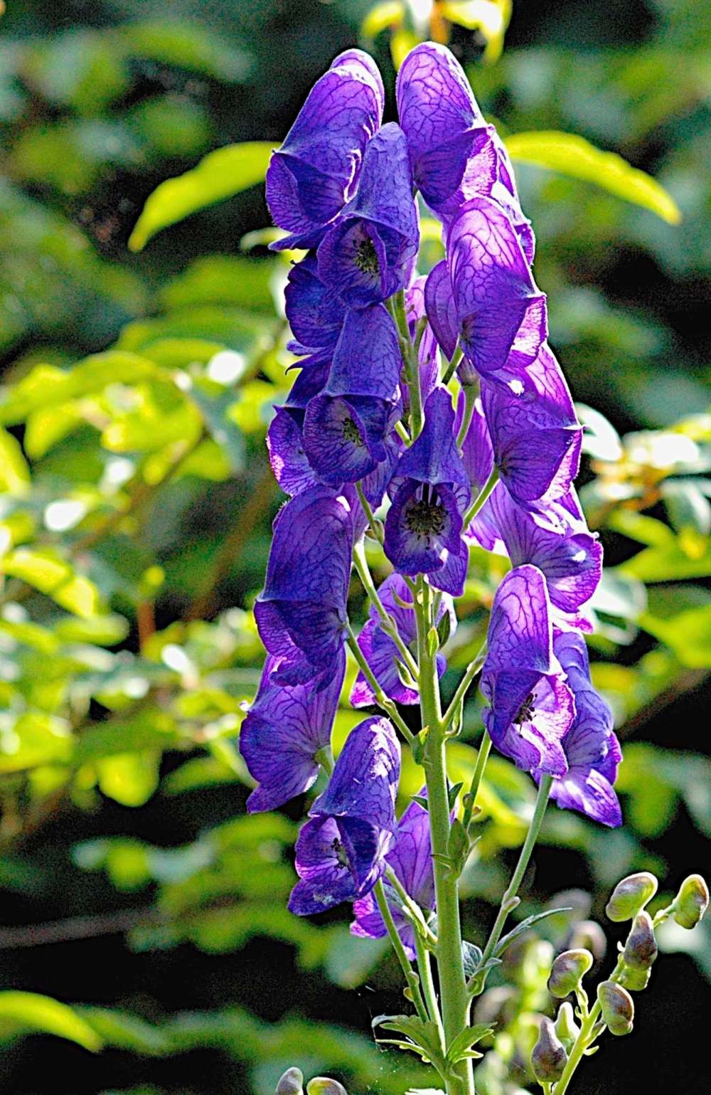 B. Hodgson
Blue, that rarest of colours in the garden, is especially appreciated in this choice specimen of monkshood, Aconitum carmichaelii, which blooms as late as mid-October.