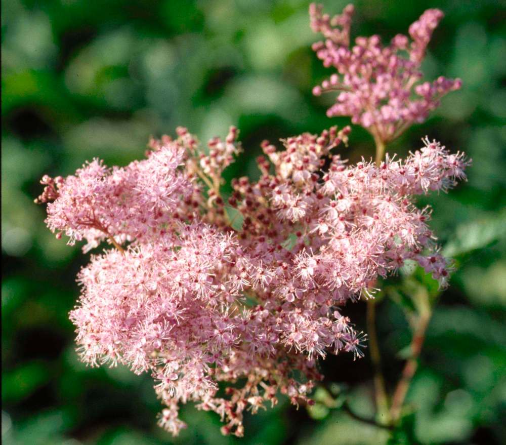 Bailey Nurseries
Somewhat undisciplined to be sure, but Queen of the Prairie reigns with spectacular, deep pink frothy blooms atop sturdy stems.