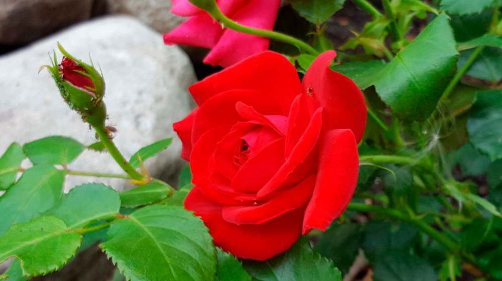 Aphids prepare to feed on this otherwise pristine Winnipeg Parks rose. Use a strong spray of water to dislodge them.
Colleen Zacharias / Winnipeg Free Press