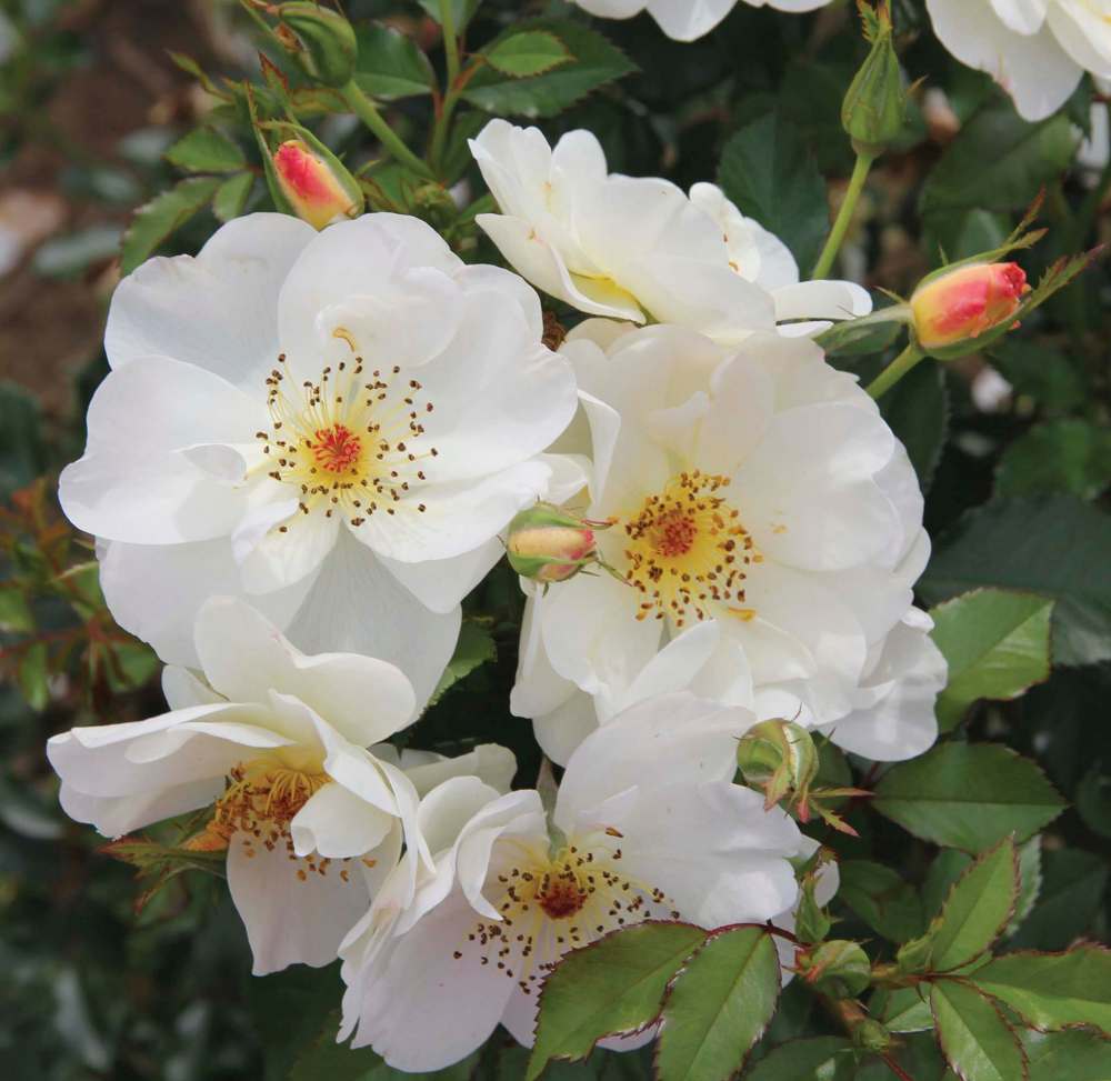 Vineland Research Station
A must-have rose with pristine white petals, Oscar Peterson’s upright habit and narrow width make it a perfect fit for today’s compact garden.