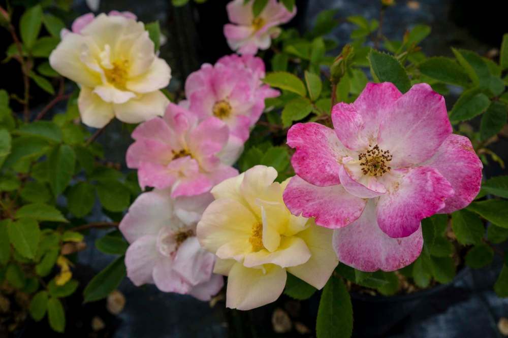 Peach Lemonade is a refreshing, multi-coloured rose with long lasting blooms.
Bloomin’ Easy