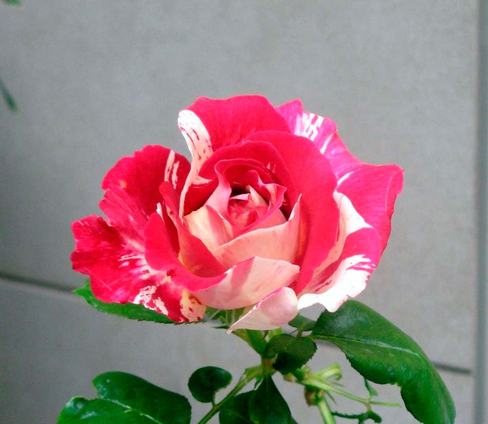 Oh, sweet Neil Diamond rose with crackling rosy colour. Cover this tender hybrid tea rose for the winter with a rose cone that allows for air movement.
Patricia Osmond