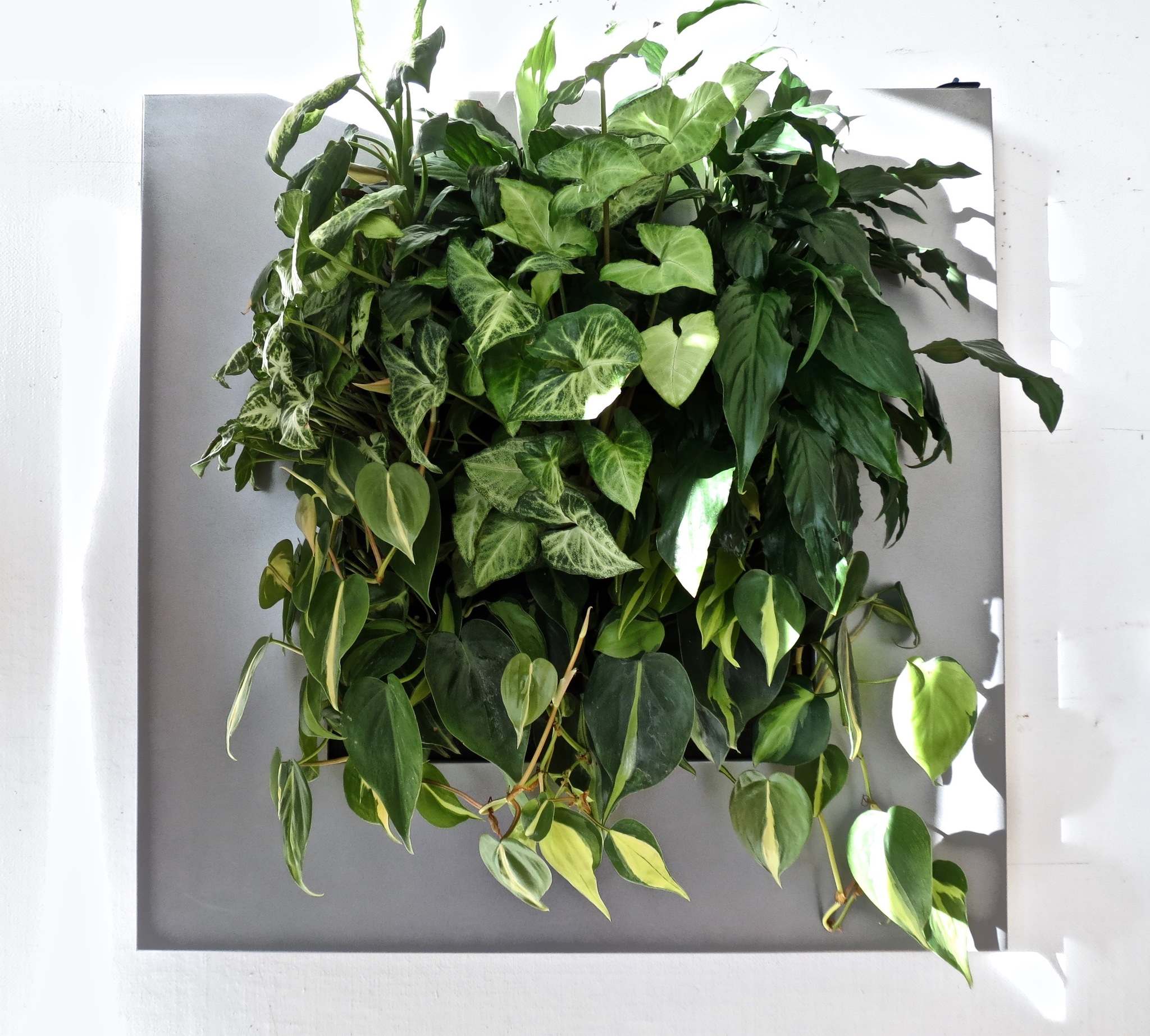 Green walls sprouting up in Winnipeg – Winnipeg Free Press