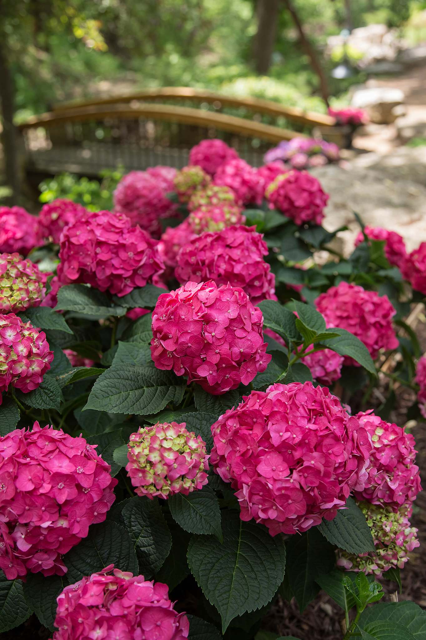 ୨୧˙˳⋆薔薇紅୨୧˙˳⋆ QAUZUY GARDEN 80 Pcs Strawberry Hydrangea Seeds (Hortensia