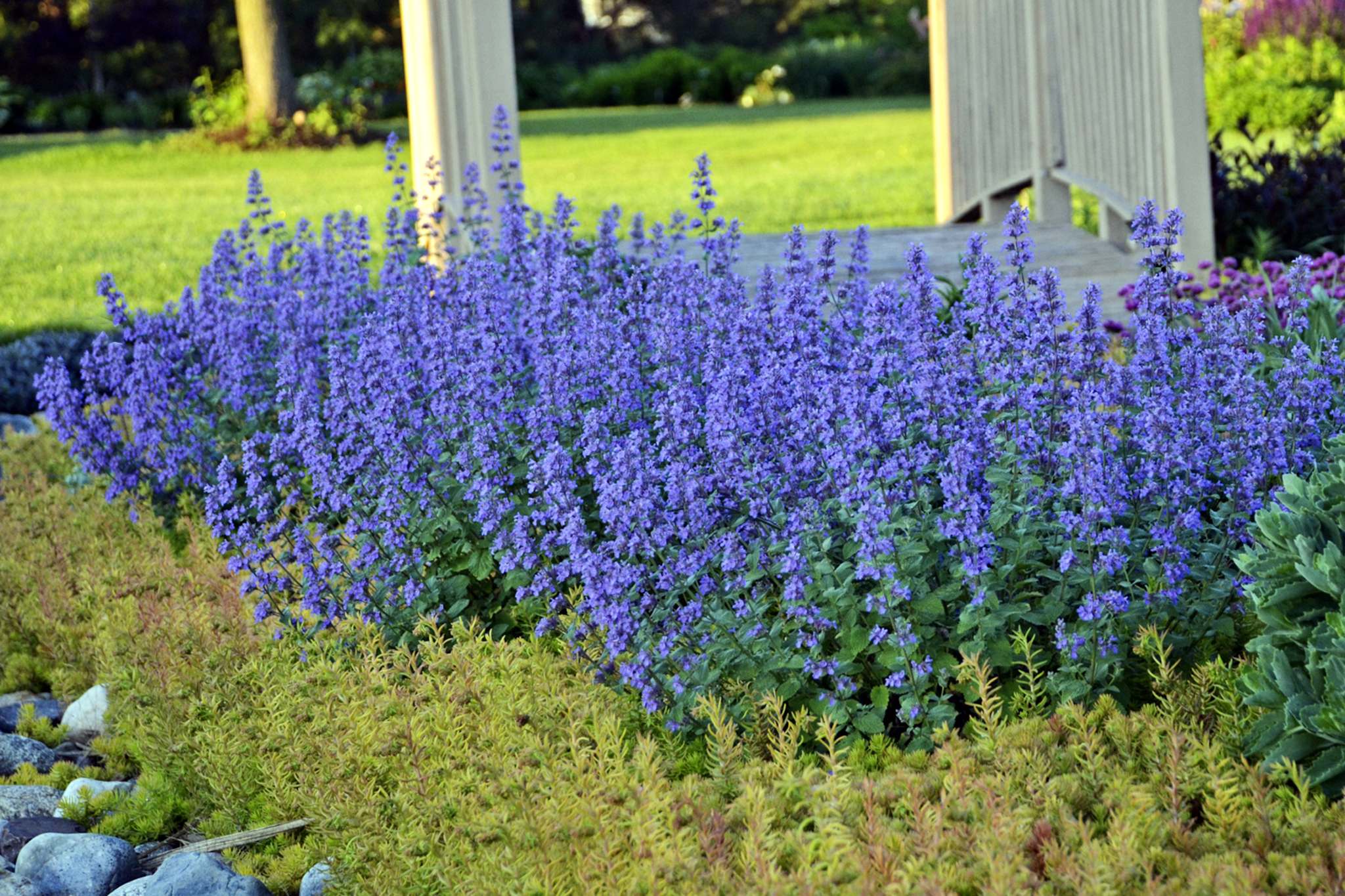 Low-key Catmint the way to go – Winnipeg Free Press