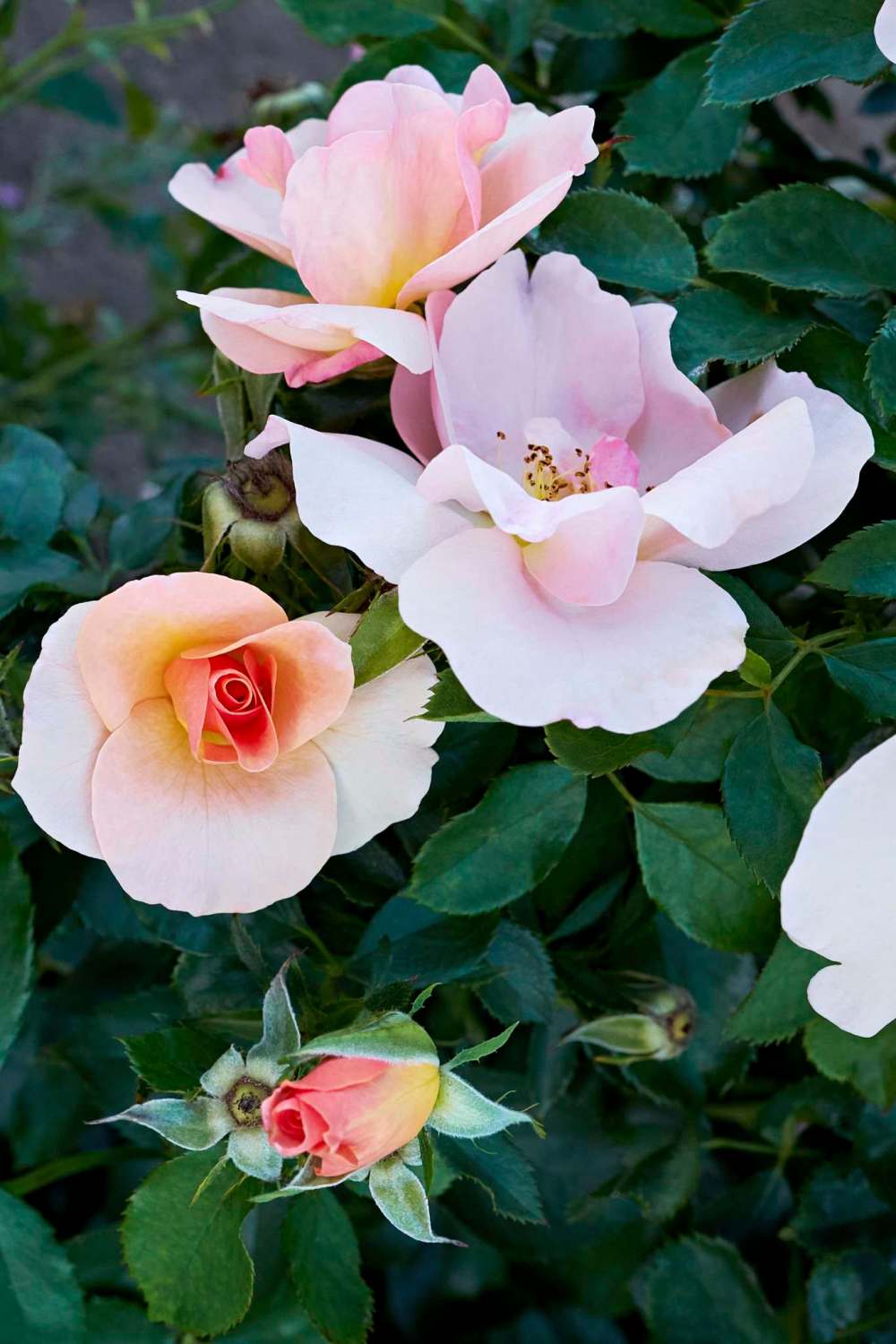 Vineland Research and Innovation Centre
New for Spring 2019, Chinook Sunrise rose brings exotic coral colour to the garden.