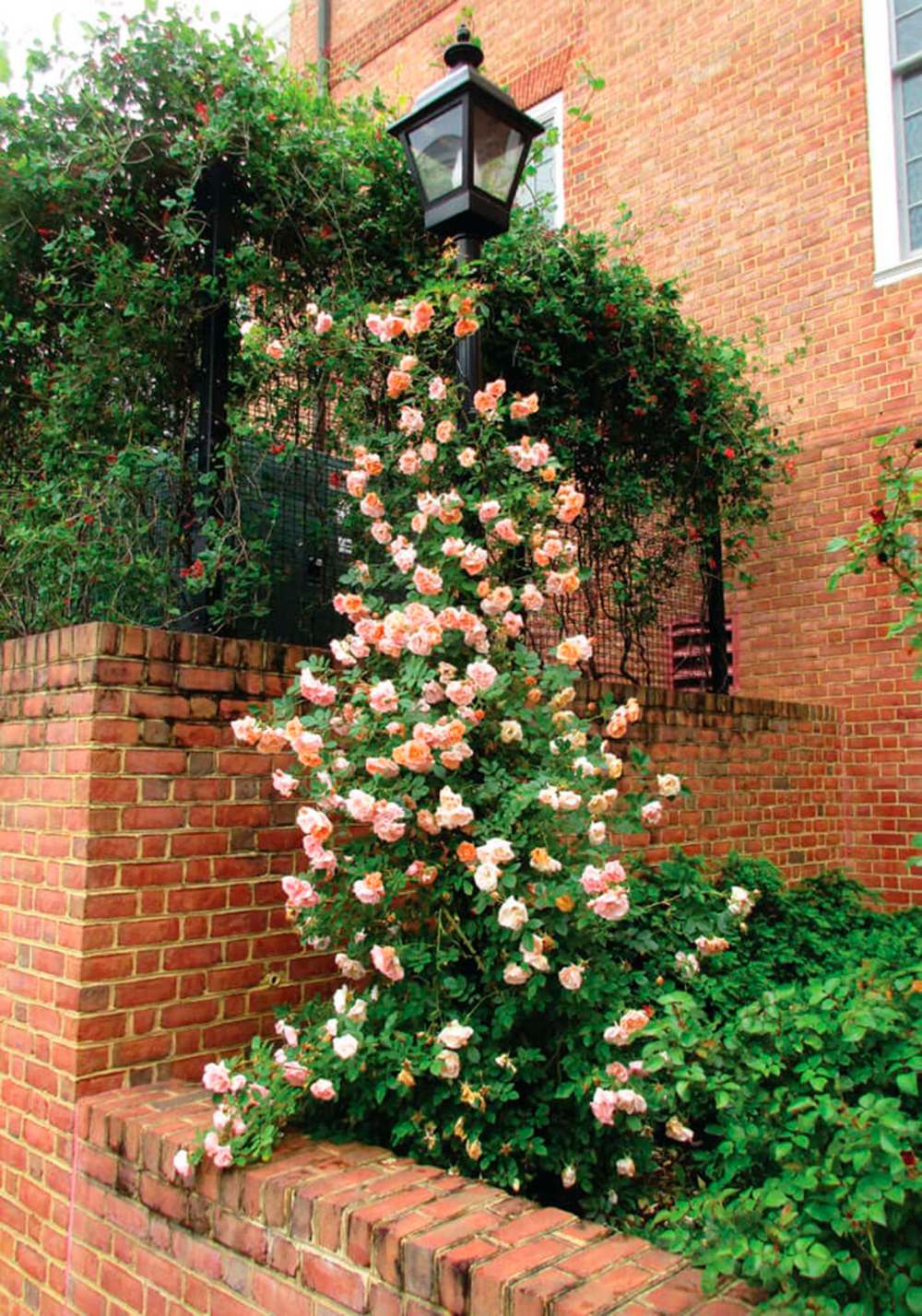 You won't see Above and Beyond climbing rose until 2020 but this hardy newcomer is worth the wait.
Bailey Nurseries