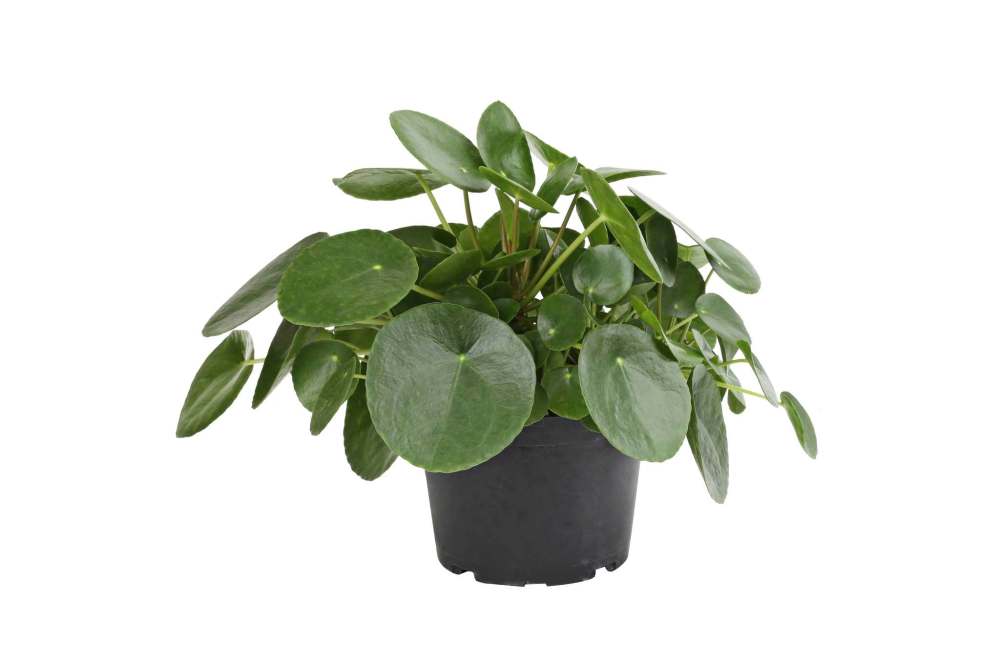 Pilea peperomioides, aka the Money Plant or Sharing Plant, might just be the hottest plant this holiday season.
Costa Farms