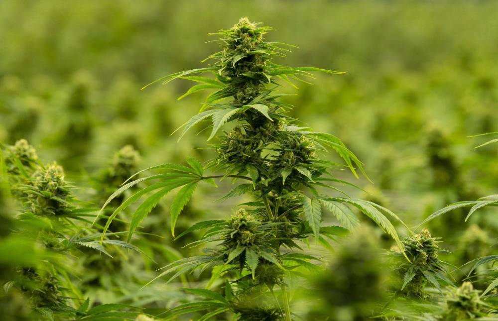 ADRIAN WYLD / THE CANADIAN PRESS FILESA flowering cannabis plant is seen during a tour of the Hexo Corp. facility in Masson Angers, Que. Hexo Corp. says it is in the process of destroying cannabis that was grown without a licence at a facility it acquired in Niagara, Ont., as part of its purchase of Newstrike Brand Ltd.