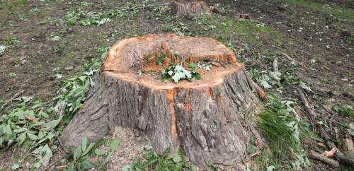 TIM SMITH / BRANDON SUN FILES
The Battle of the Back Yard Stumps has just begun.