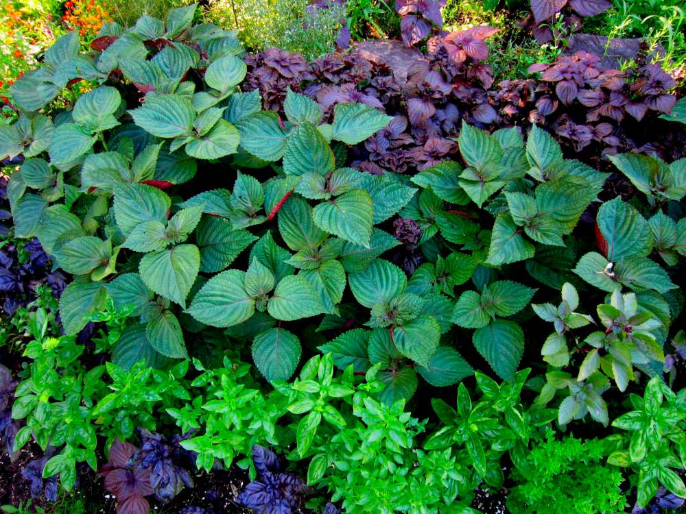 A ribbon of Britton shiso is planted with Genovese, Red Rubin, and Boxwood basils (foreground) and a purple form of Shiso in the background.
Tiffany Grenkow