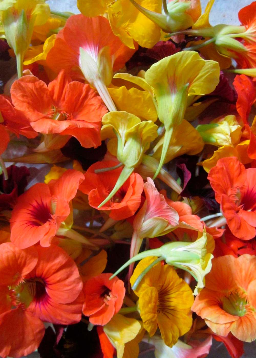 The flowers and buds of Alaska mix dwarf nasturtium lend a subtle but peppery flavour to recipes.
Tiffany Grenkow