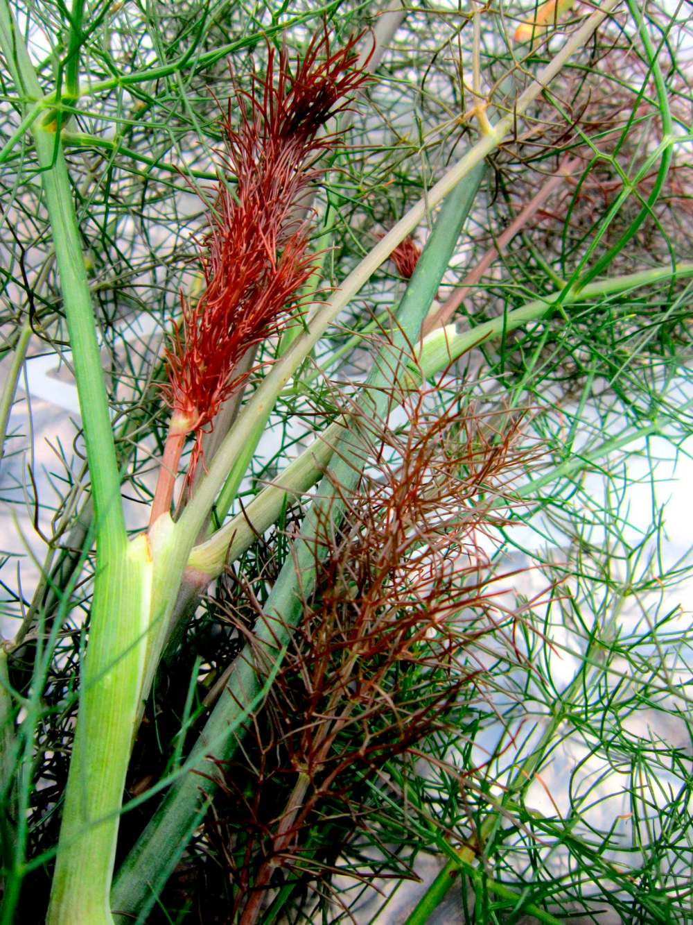Winnipeg chef Mandel Hitzer paired Smokey Bronze Fennel with smoked Manitoba goldeye for a match made in heaven.
Tiffany Grenkow