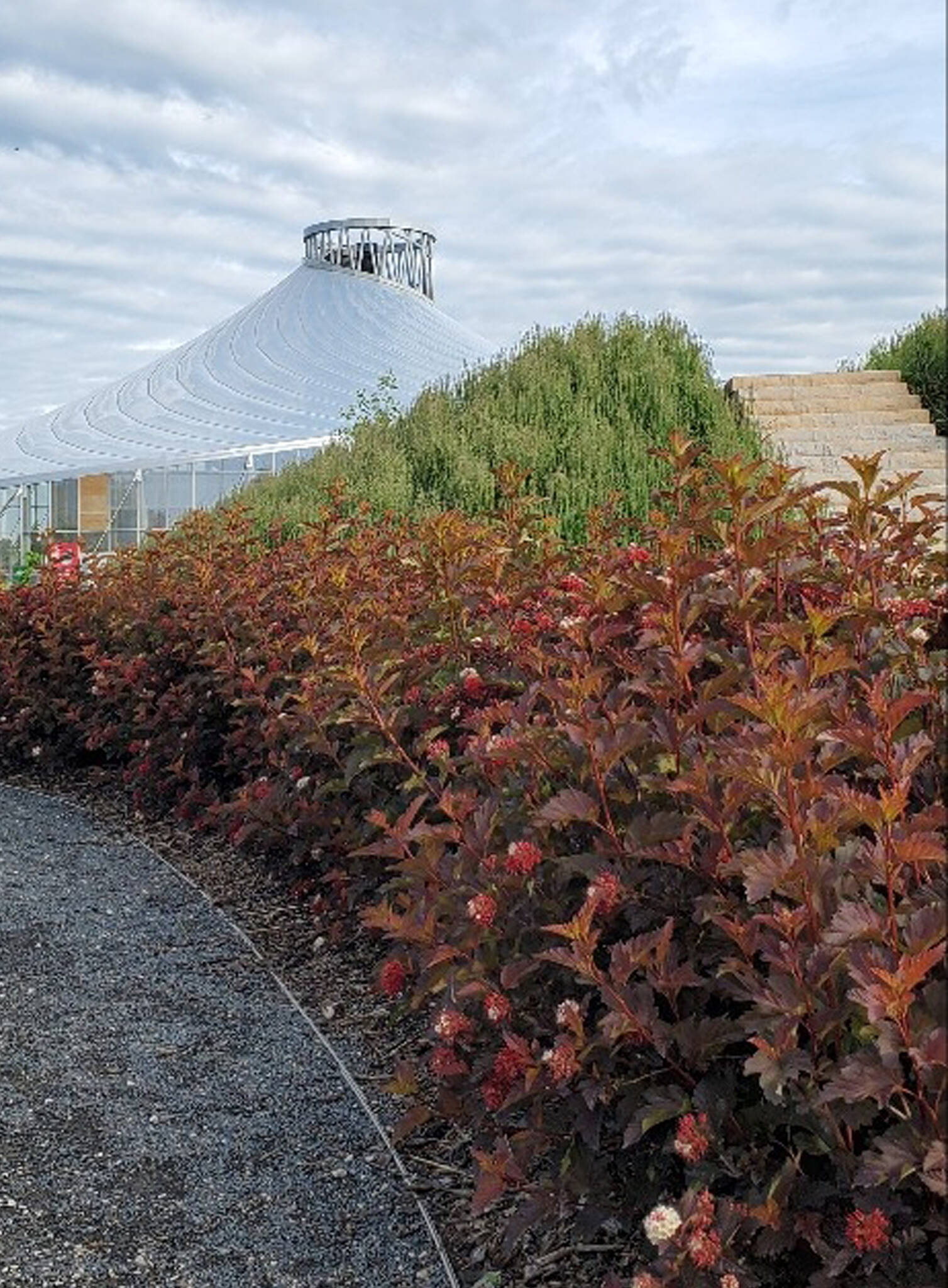 Image of Center Glow ninebark hedgerow
