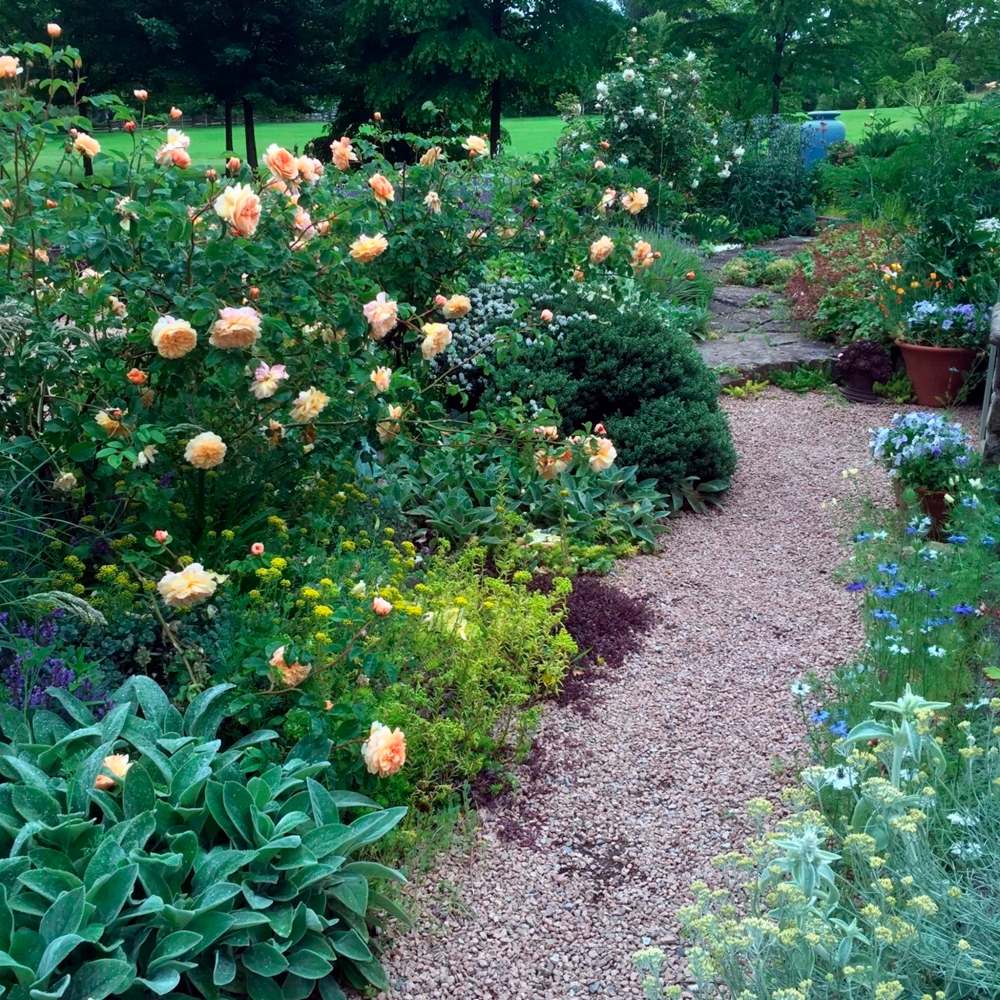 photos by Thomas Hobbs
Hear the crunchy sound of gravel beneath your feet and breathe in the scent of roses.