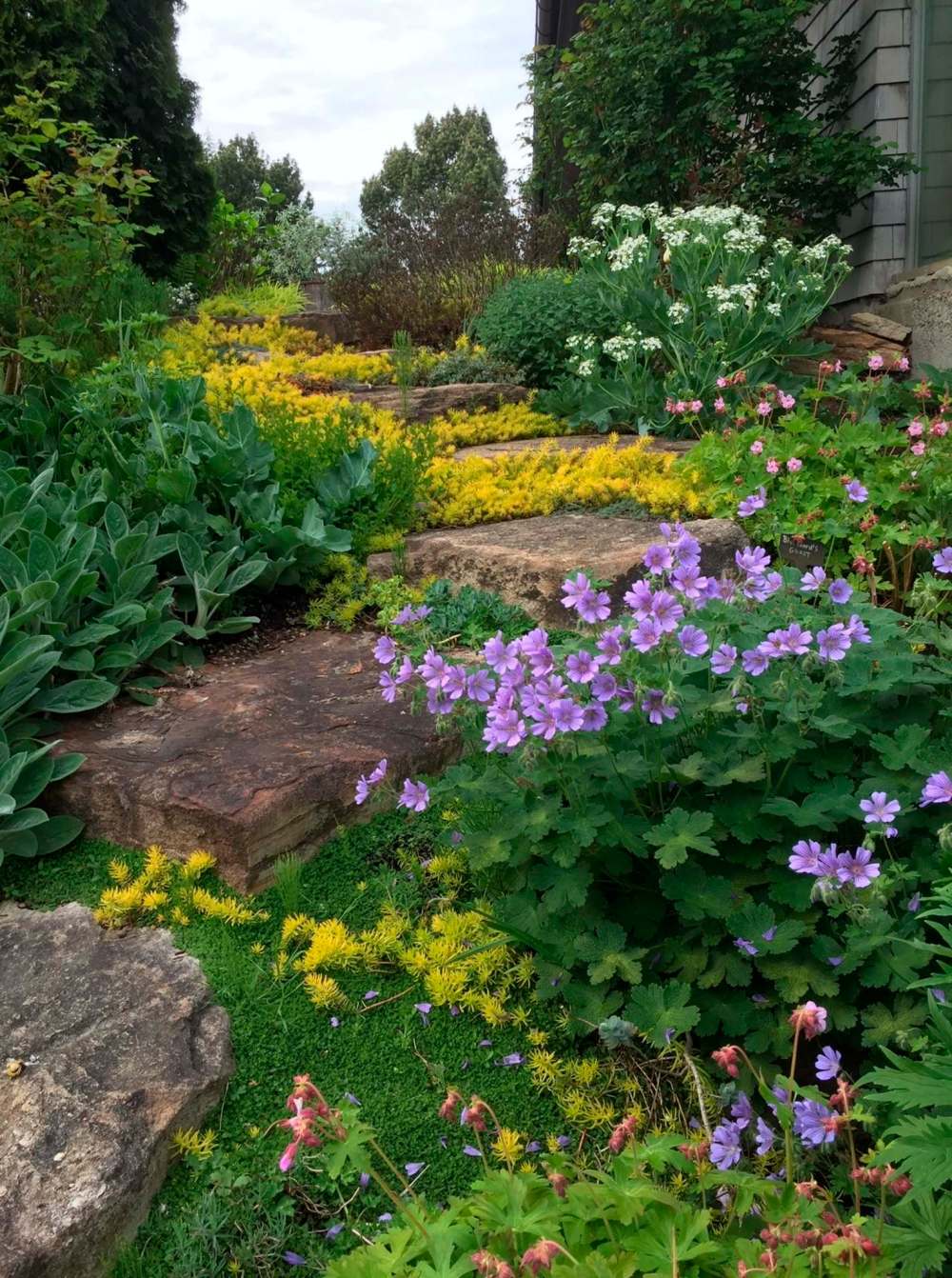 Thyme, sedum and geraniums paint this stone path with colour.
