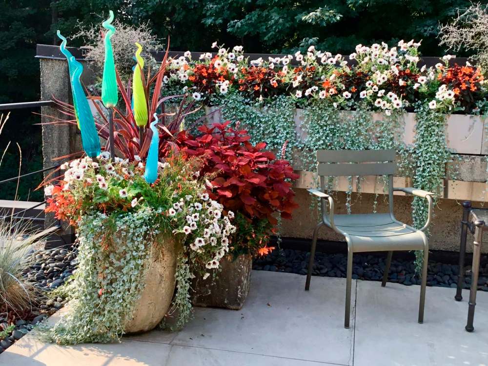 A knockout combination of plants decorates Thomas Hobbs’ patio.