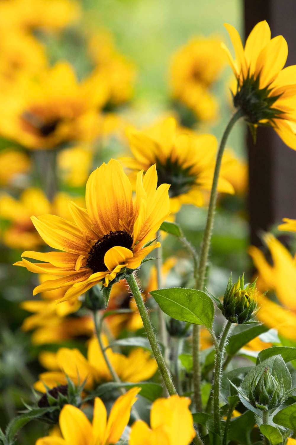 Monrovia
SunBelievable Brown Eyed Girl is a prolific cutting sunflower but produces no pollen.