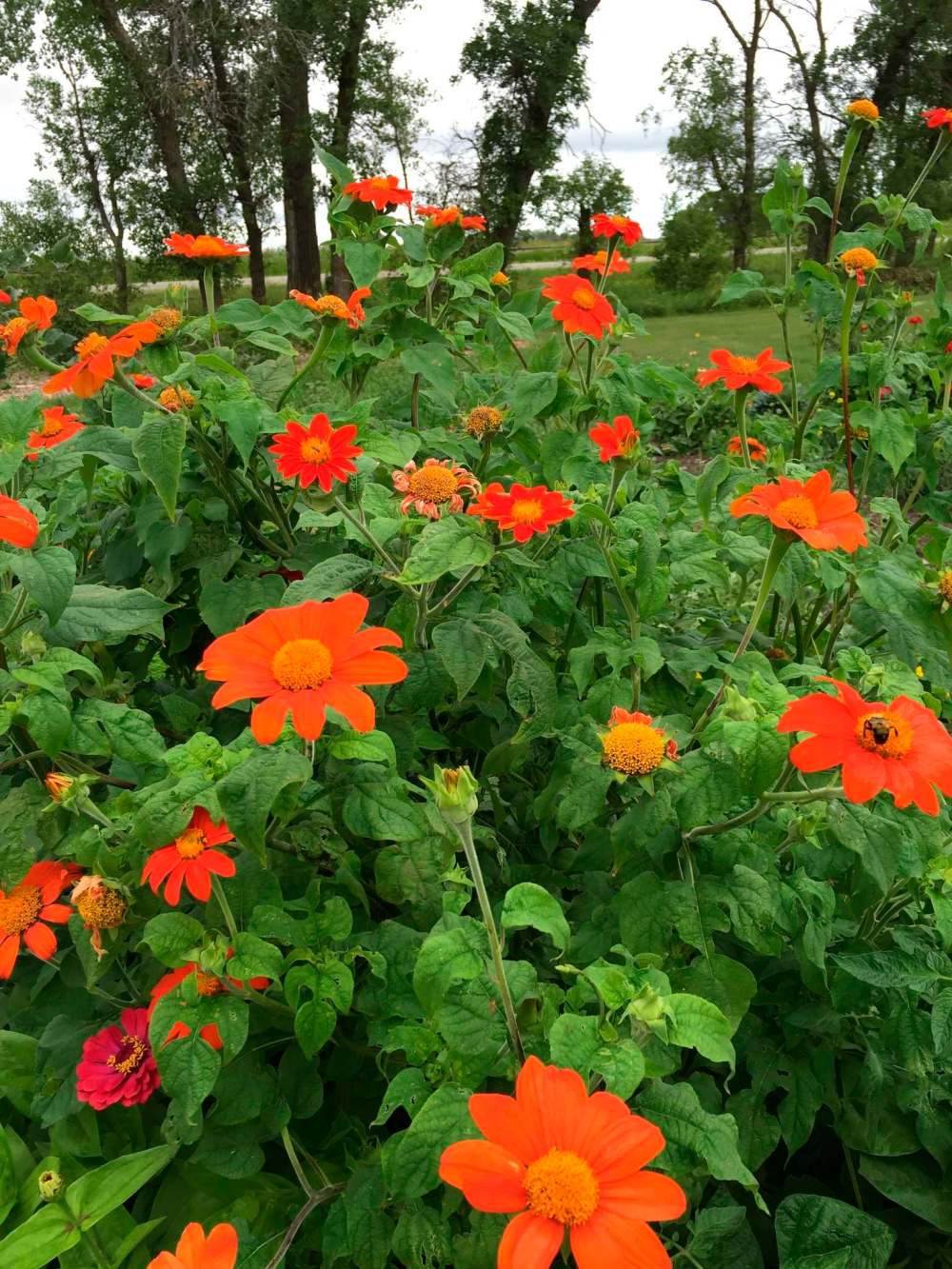 Susan MacPherson
Torch Tithonia a.k.a. Mexican sunflower is an annual flower that attracts Monarch butterflies.