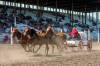 MIKAELA MACKENZIE / WINNIPEG FREE PRESS
Louie Malcolm hauls his horses back in at the end of a chuckwagon race heat at the Manitoba Stampede in Morris on Friday.