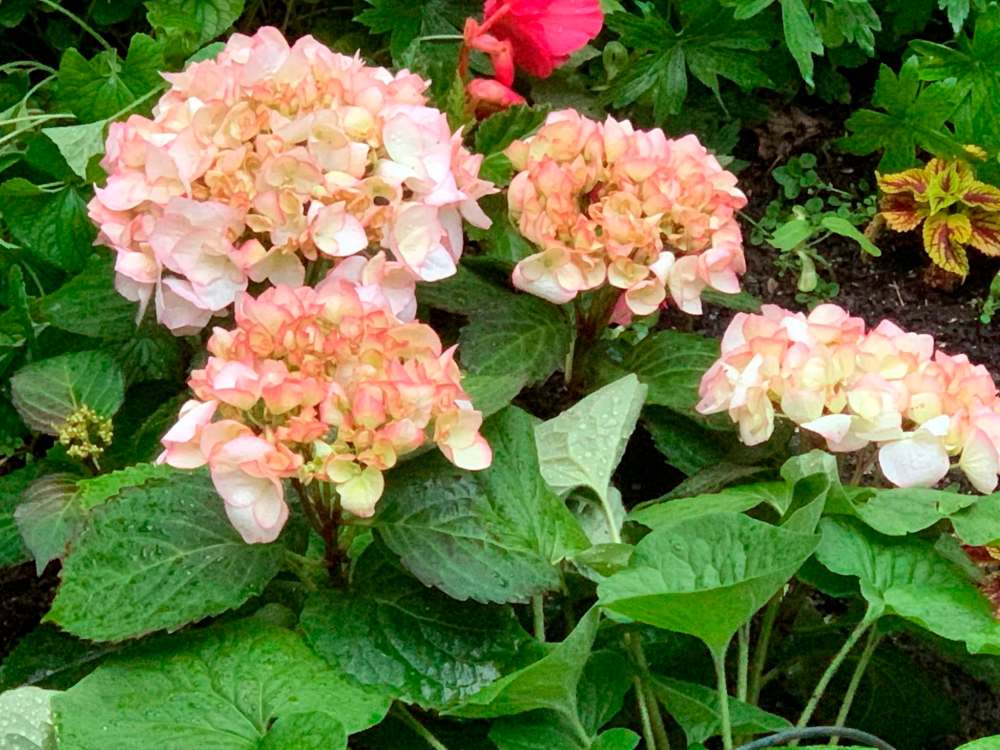 DARLENE STACK PHOTO
Kanmara Champagne sparkles in this garden bed planting.