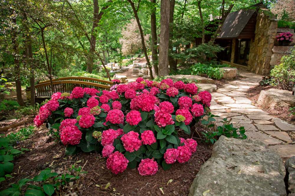 BAILEY NURSERIES INC.
Got a crush on Summer Crush Endless Summer hydrangea? Be sure to mulch.