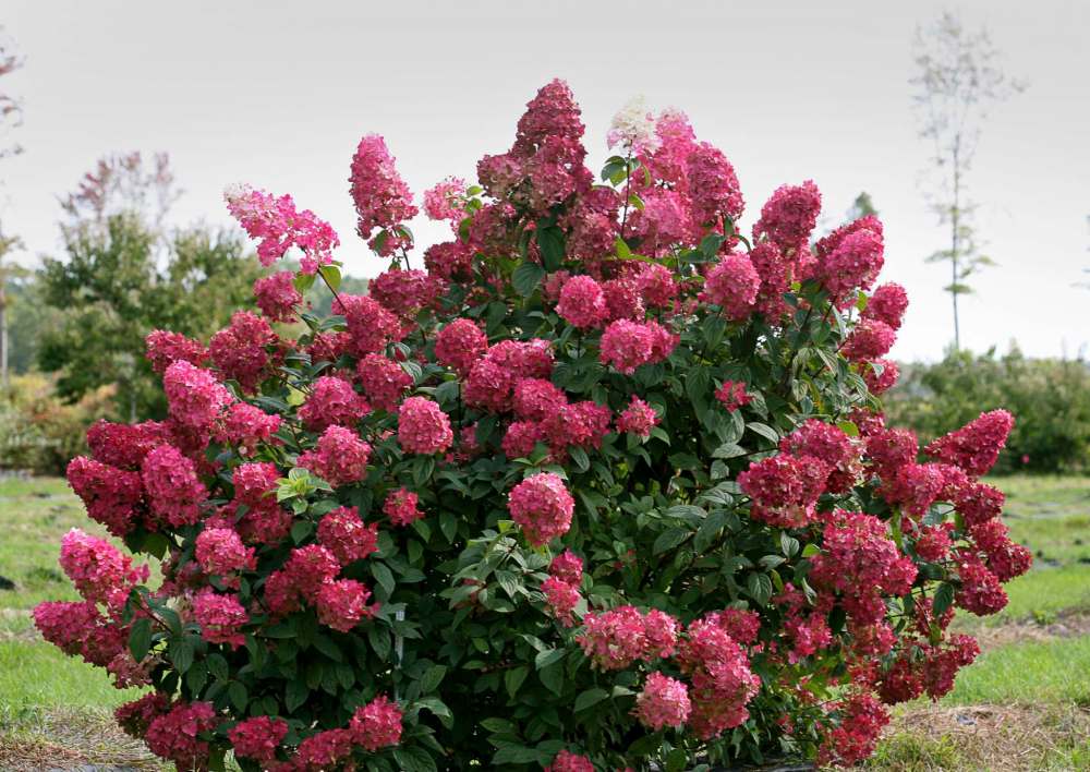 PROVEN WINNERS
So easy to grow, Fire Light has been named the 2019 Hydrangea of the Year by Proven Winners.