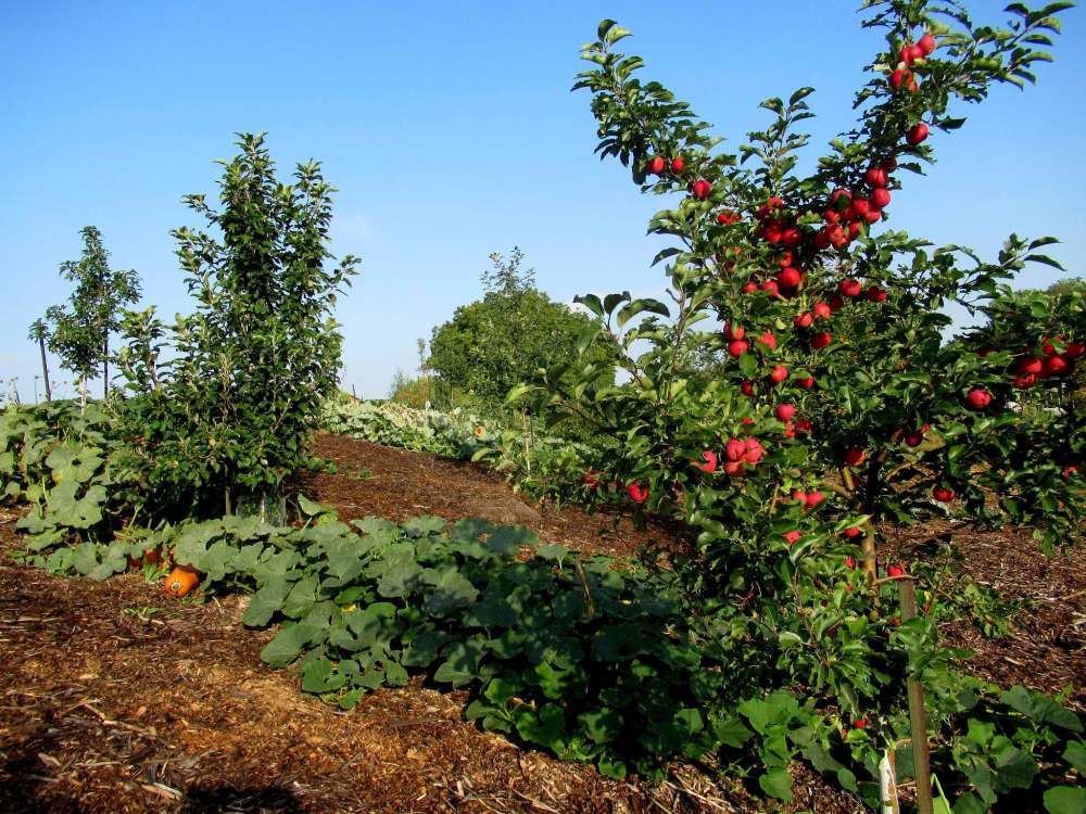 Tiffany Grenkow
An interplanting of Gete Okosomin squash ripens alongside Kerr apple-crab in the orchard at Sustainable South Osborne Community Co-operative.