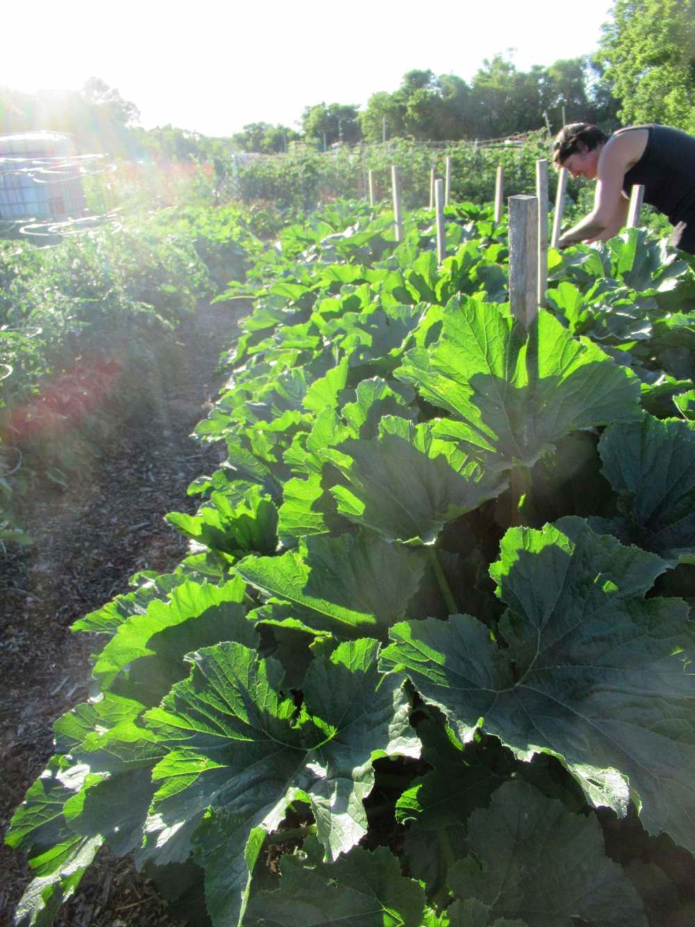 photos by Tiffany Grenkow
Volunteers at Sustainable South Osborne Community Co-operative learn innovative strategies they can use in their own gardens.