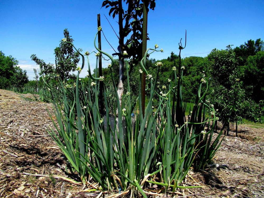 Egyptian Walking Onions act as a natural pest deterrent around fruit trees.