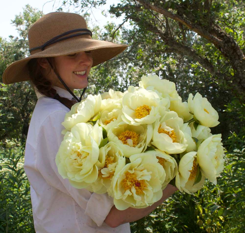 Alaska Peony Cooperative
Grown in Alaska, Lemon Chiffon peony is, in a word, breathtaking.