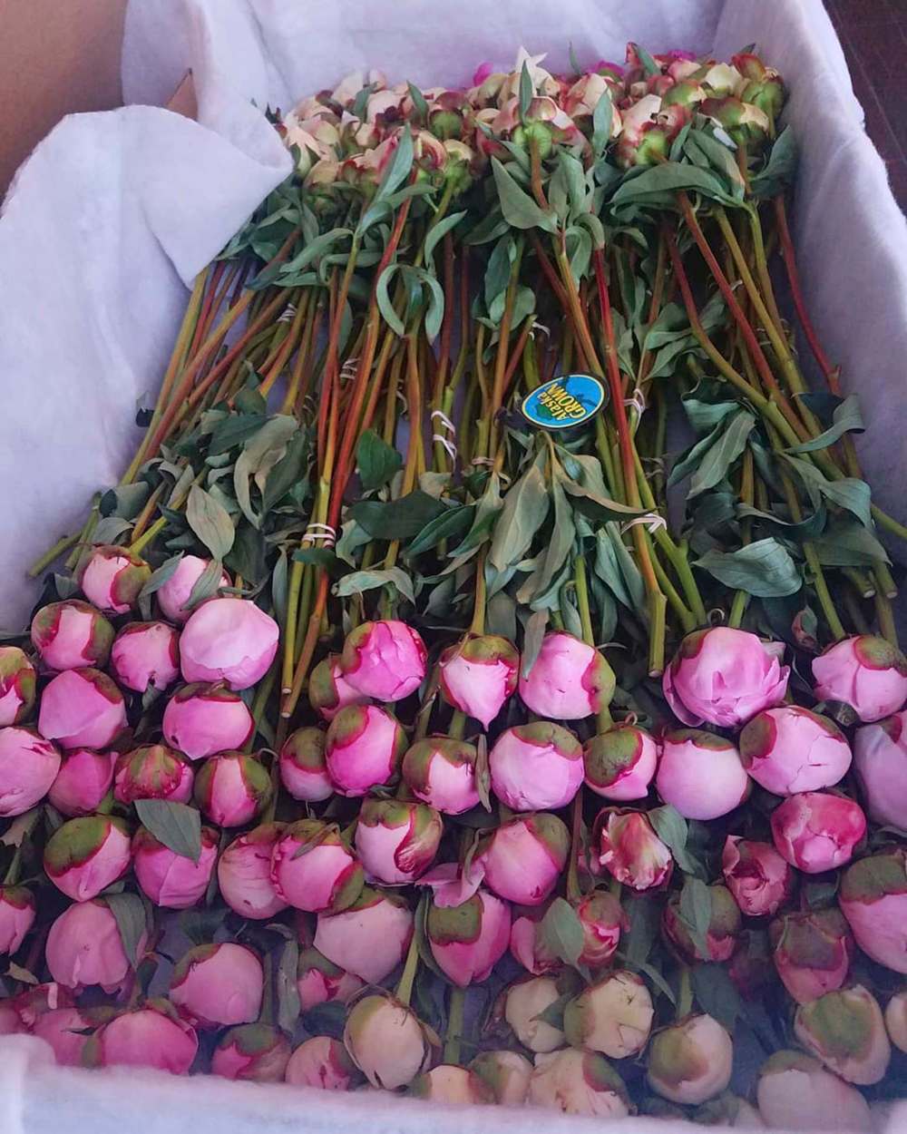 Harvested at the bud stage, Alaska’s peony farmers ship freshly cut peonies overnight to destinations around the world.
EagleSong Family Peony Farm