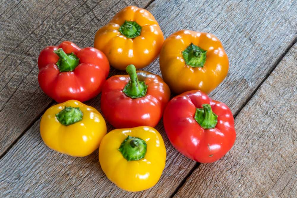 West Coast Seeds
Colourful Hungarian Cheese Blend peppers were snapped up by veggie growers this year.