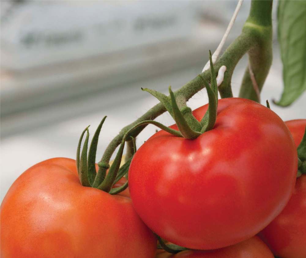 Seeds ’n Such
Tonopah heirloom tomato is a flavourful slicing tomato with slight ribbing.