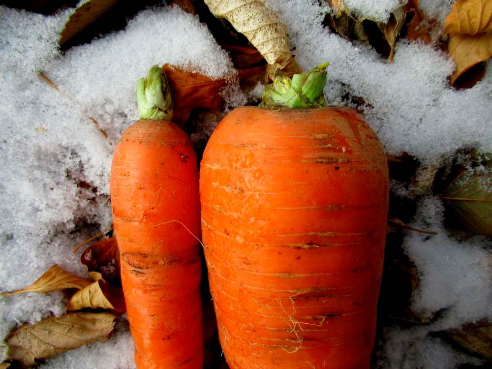Tiffany Grenkow
Kuroda carrot (right) outgrew the competition this year at the community garden at Sustainable South Osborne Community Co-operative.