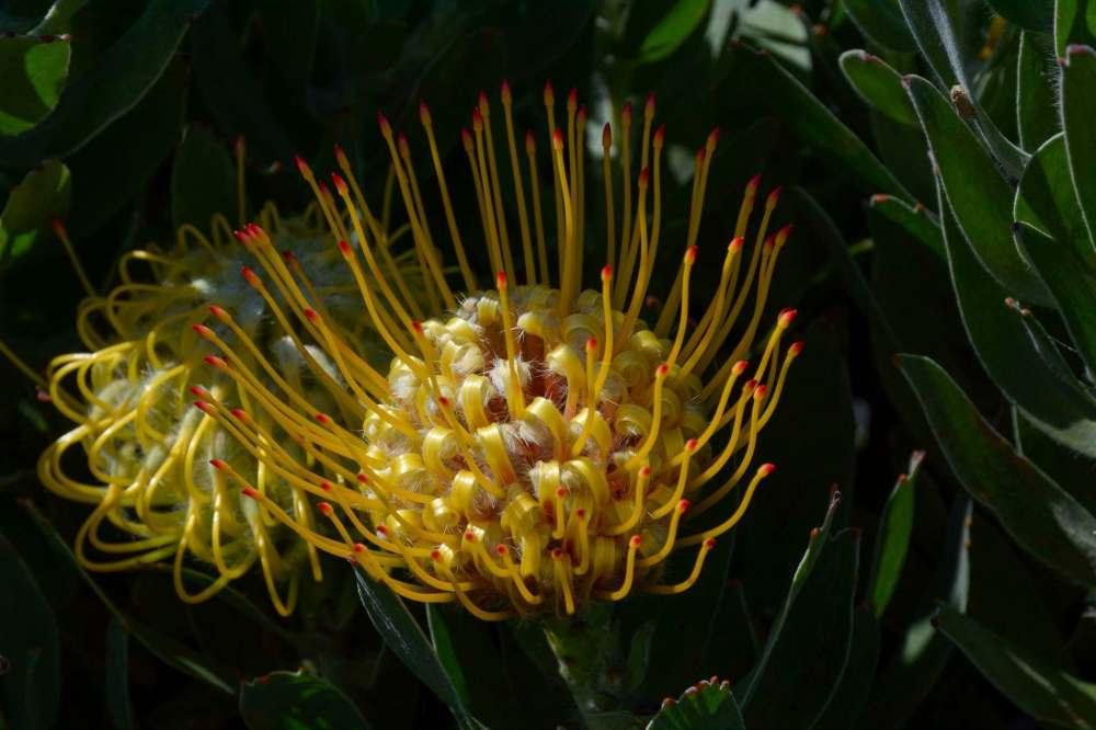 Edwin Pritchard
Like spun gold, a pincushion protea hybrid bloom glints in the sunshine at Malolo Farm, in Maui.