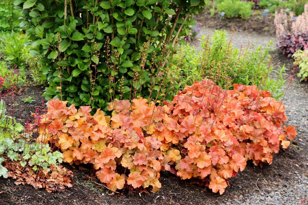Terra Nova Nurseries
Brighten your landscape design with a sweep of Heuchera Northern Exposure Amber.