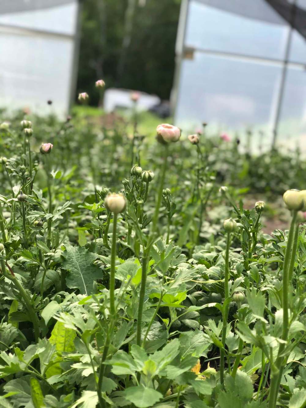 Miss Millie’s Flower Farm
Italian Ranunculus Elegance Series are ready to bloom in the hoop house at Miss Millie’s.