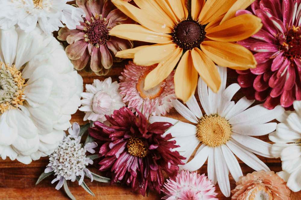 Miss Millie’s Flower Farm
Take your pick at Miss Millie’s U-Pick Flower Farm.