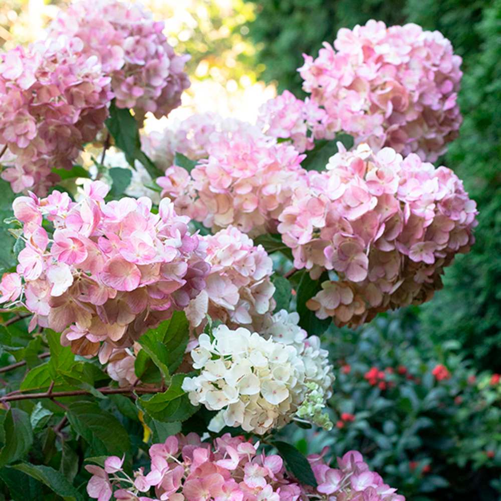 Monrovia
Strawberry Shake panicle Hydrangea has big, full flower heads.