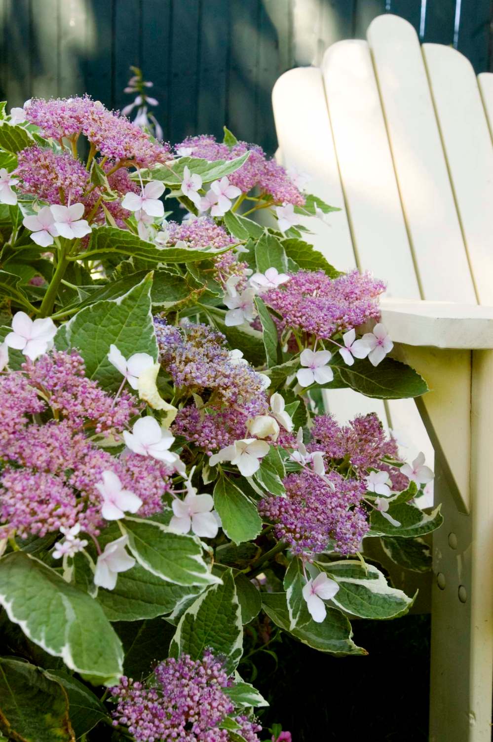 First Editions
Grow Light-O-Day hydrangea in patio pots.