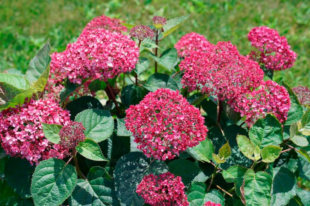 Proven Winners
Watch for new Invincibelle Garnetta hydrangea in Spring 2021.