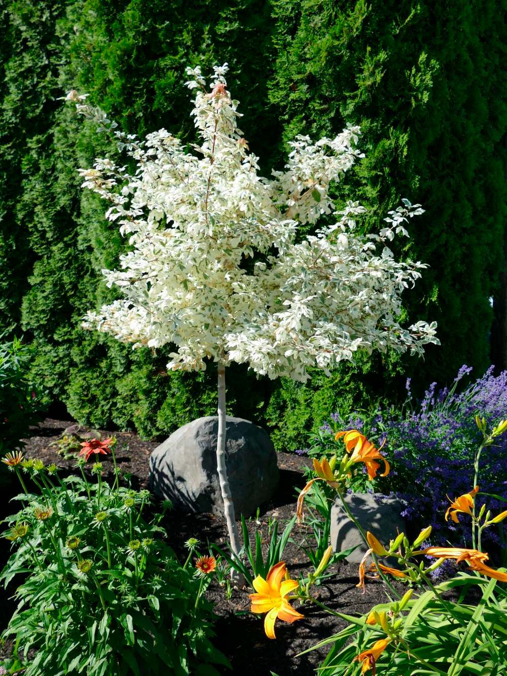 Bylands Nursery
Carnival Hedge Maple is being tested for cold hardiness at Futura Farms.