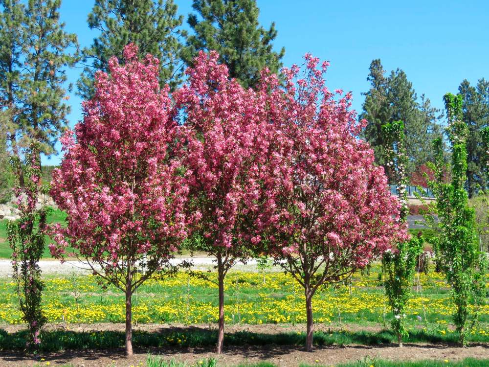Rick Durand
Courageous Flowering Crabapple bred by Rick Durand is growing at Futura Farms.