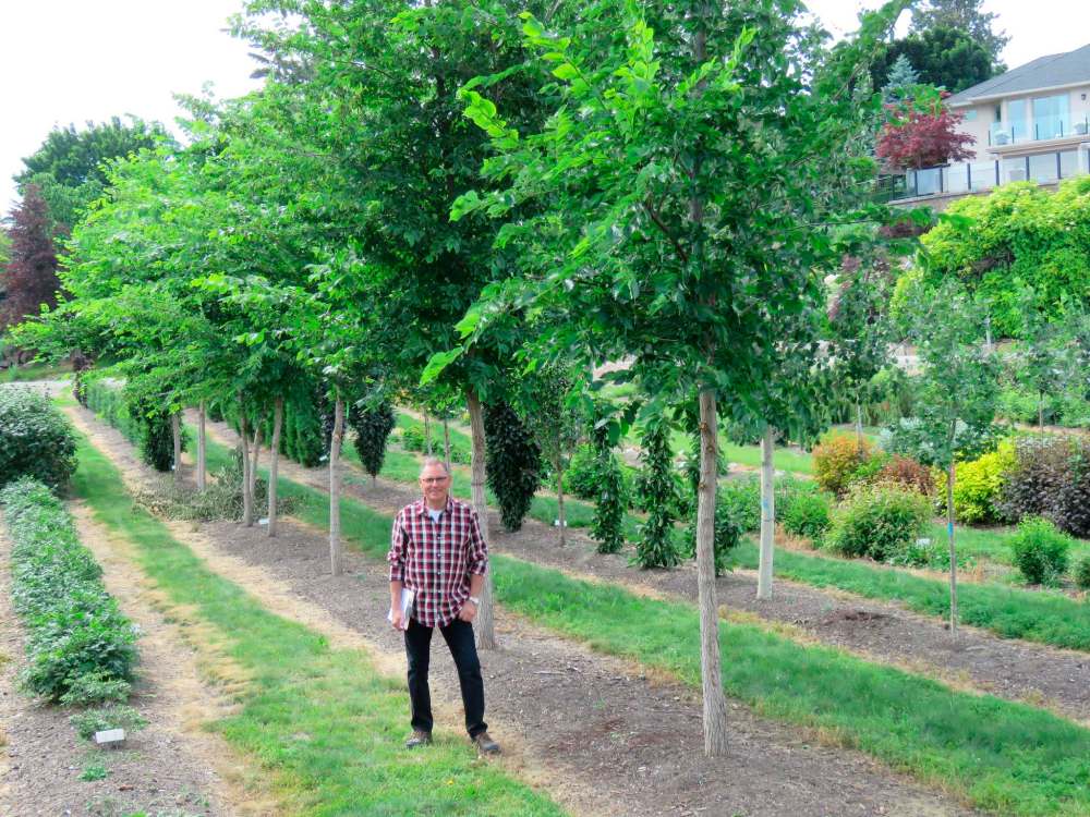 K. Graham
Rick Durand at Bylands Nursery beside row of American Elm hybrids.