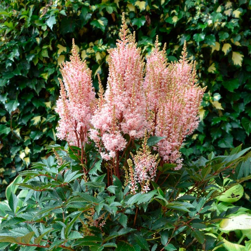 Emerald Coast Growers
You’ll look twice at Astilbe Look at Me with its large bubblegum pink plumes.
